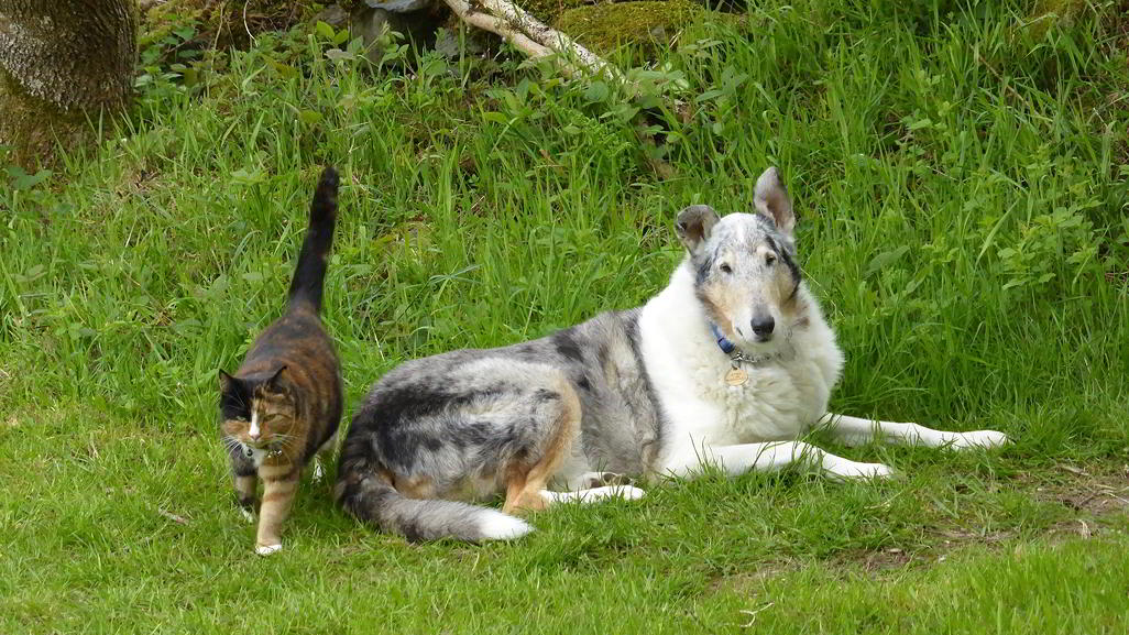 Alfred the smooth collie, and Isadora the tortoise-shell cat.