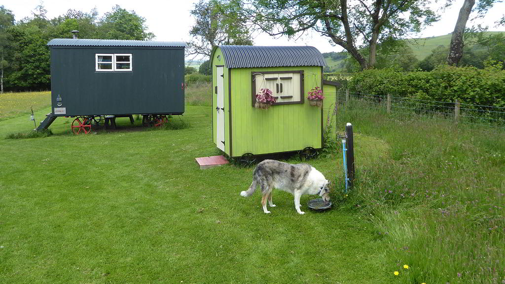 Hygge Hut and dog drinking by the lavatory hut 